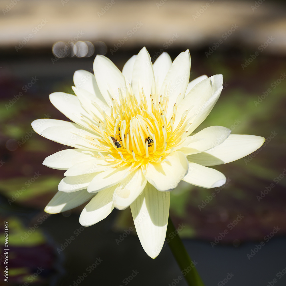 White water lilly or lotus White water lilly or lotus