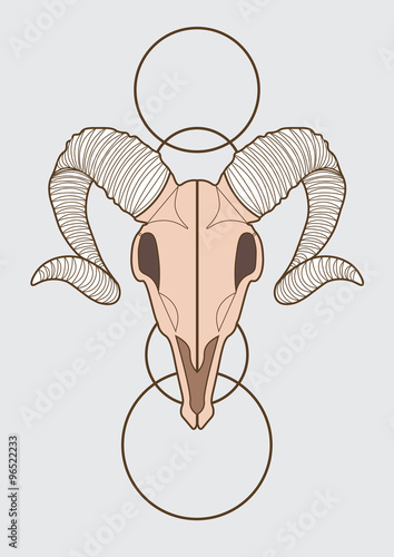 ram skull illustration