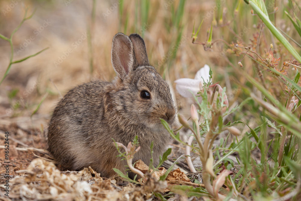 Cute Young Cottontail Rabbit Cute Young Cottontail Rabbit