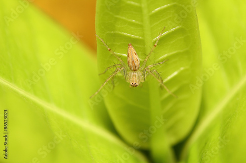 small spider on green leaf