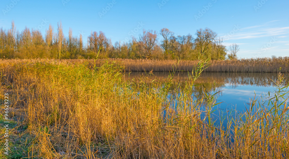 The shore of a sunny lake in autumn
