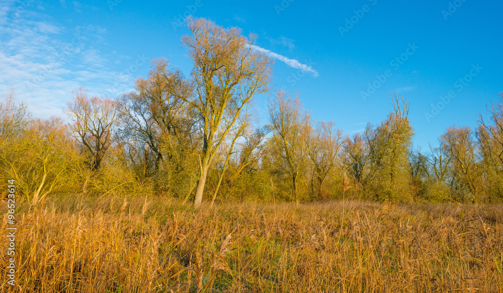 Reed in a field at dawn in autumn
Reed in a field at dawn in autumn