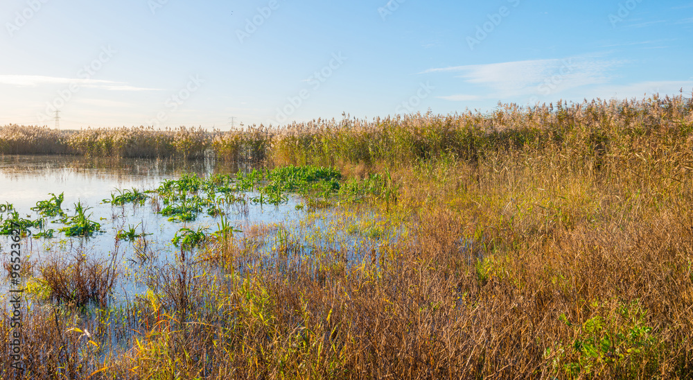 The shore of a sunny lake in autumn
The shore of a sunny lake in autumn