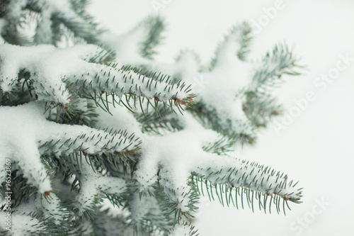 tree, snow