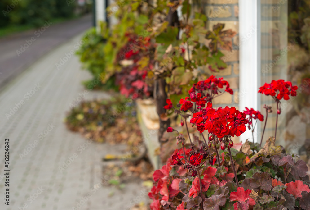 Red flowering geraniums at the facade of a house Red flowering geraniums at the facade of a house
