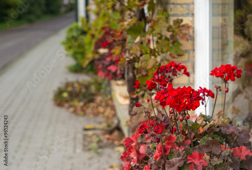 Fototapeta Naklejka Na Ścianę i Meble -  Red flowering geraniums at the facade of a house