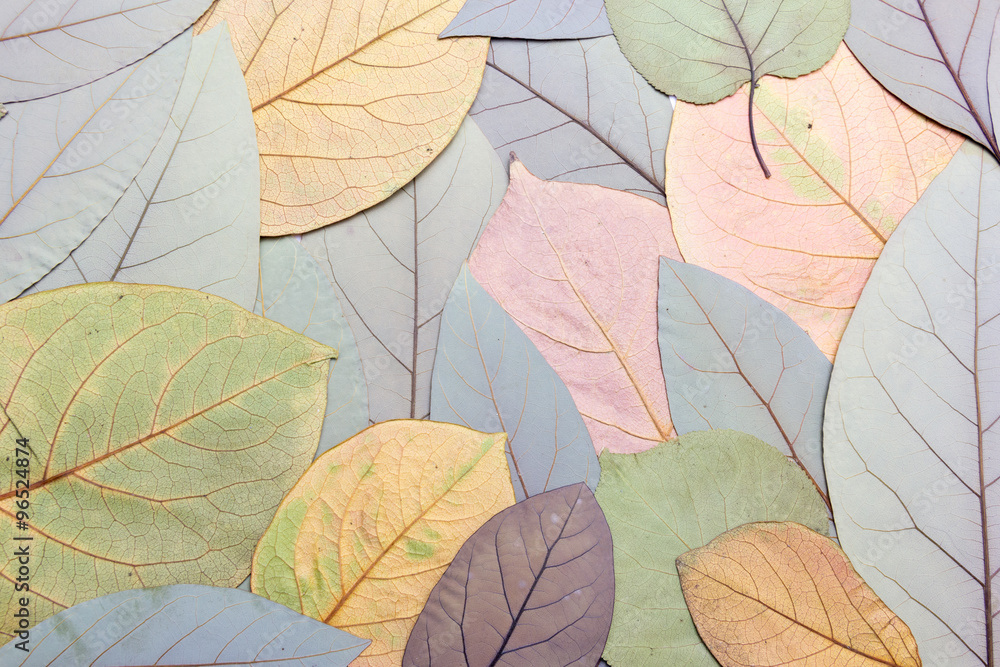 Obraz premium hojas secas