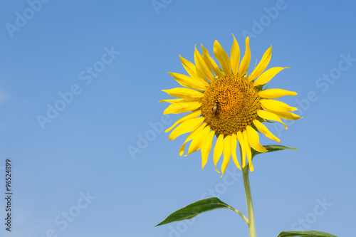 Beautiful sunflower in morning