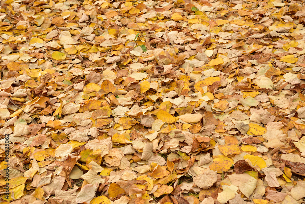 Fallen autumn leaves on the ground Fallen autumn leaves on the ground