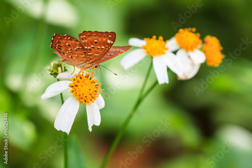 Fototapeta Common punchinello on orange flower