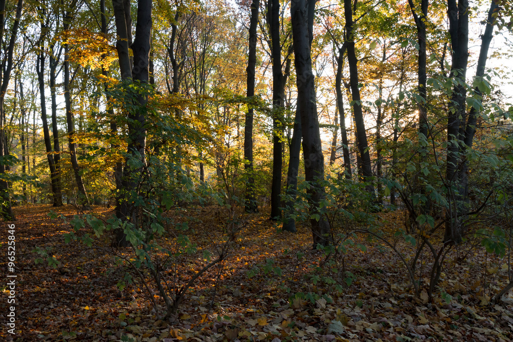 Forest in autumn at sunset