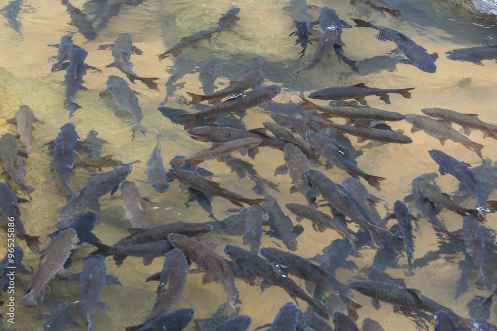 Soro brook carp waterfall fish Soro brook carp waterfall fish