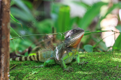 A closeup of the Chinese Water Dragon