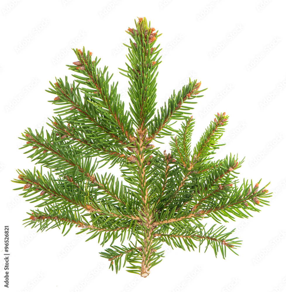 Spruce sprig isolated on white background Spruce sprig isolated on white background