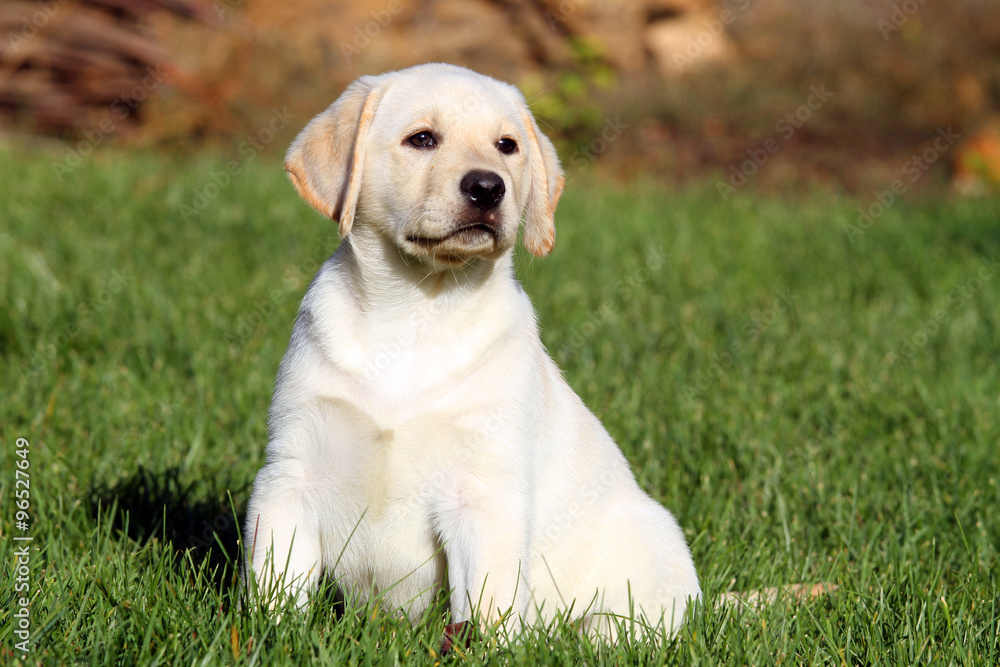 little nice yellow labrador puppy in autumn little nice yellow labrador puppy in autumn