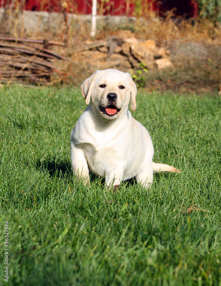 the little nice yellow labrador puppy in autumn the little nice yellow labrador puppy in autumn