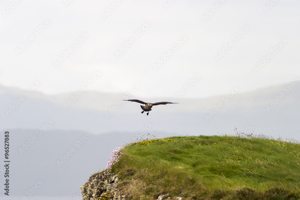 Great skua