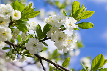 Wandcirkels Lente Bloeiende boom in lentelandschap  © fox17