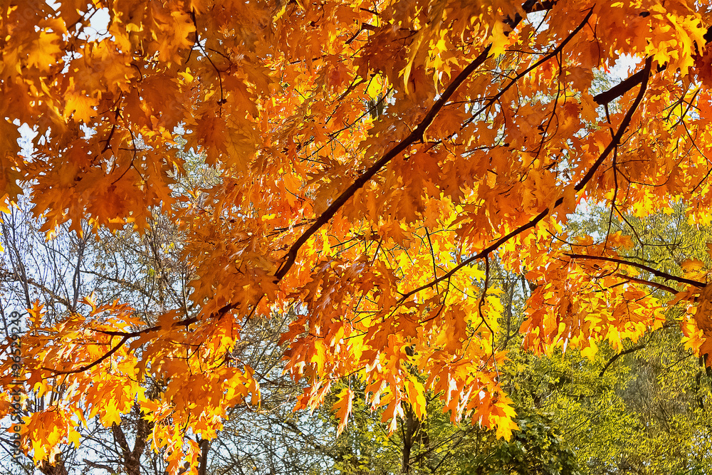branch autumn trees with yellow leaves branch autumn trees with yellow leaves