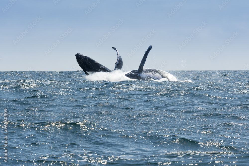 Two Humpback Whales jumping in Machalilla national park, Ecuador Two Humpback Whales jumping in Machalilla national park, Ecuador