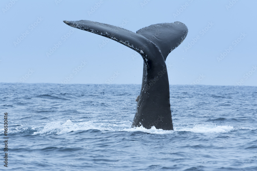 Fototapeta premium Humpback Whale in Machalilla national park, Ecuador