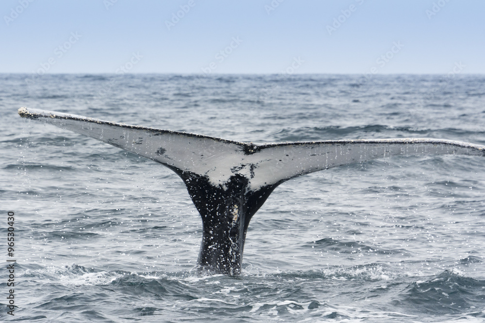 Fototapeta premium Humpback Whale in Machalilla national park, Ecuador
