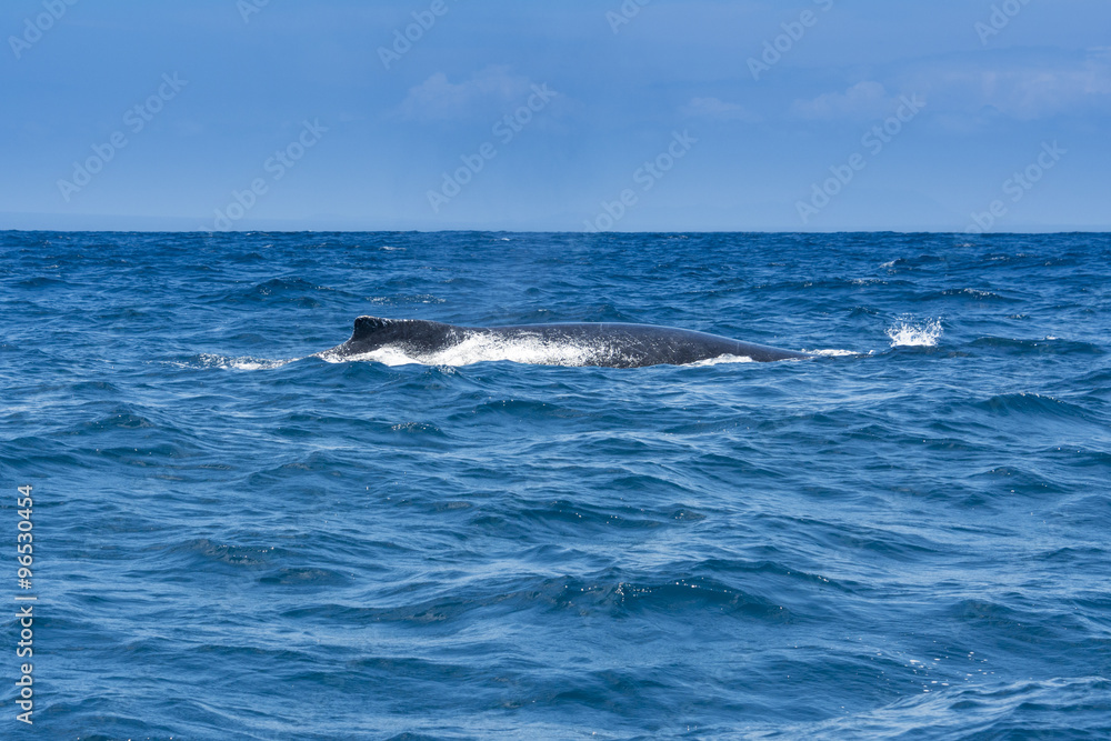 Humpback whale sailing in Machalilla national park, Ecuador Humpback whale sailing in Machalilla national park, Ecuador