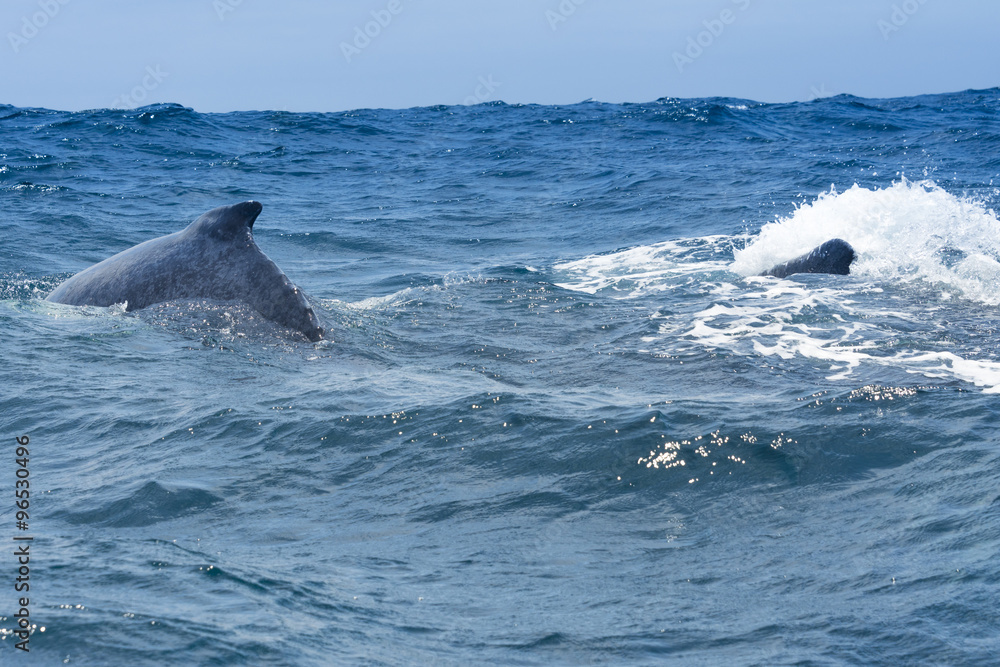 Fototapeta premium Humpback whales sailing in Machalilla national park, Ecuador