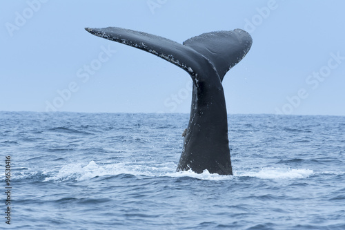 Humpback Whale in Machalilla national park, Ecuador