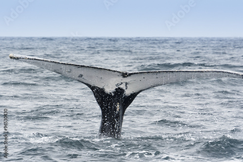 Humpback Whale in Machalilla national park, Ecuador