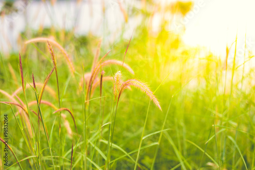 Grass flower in nature