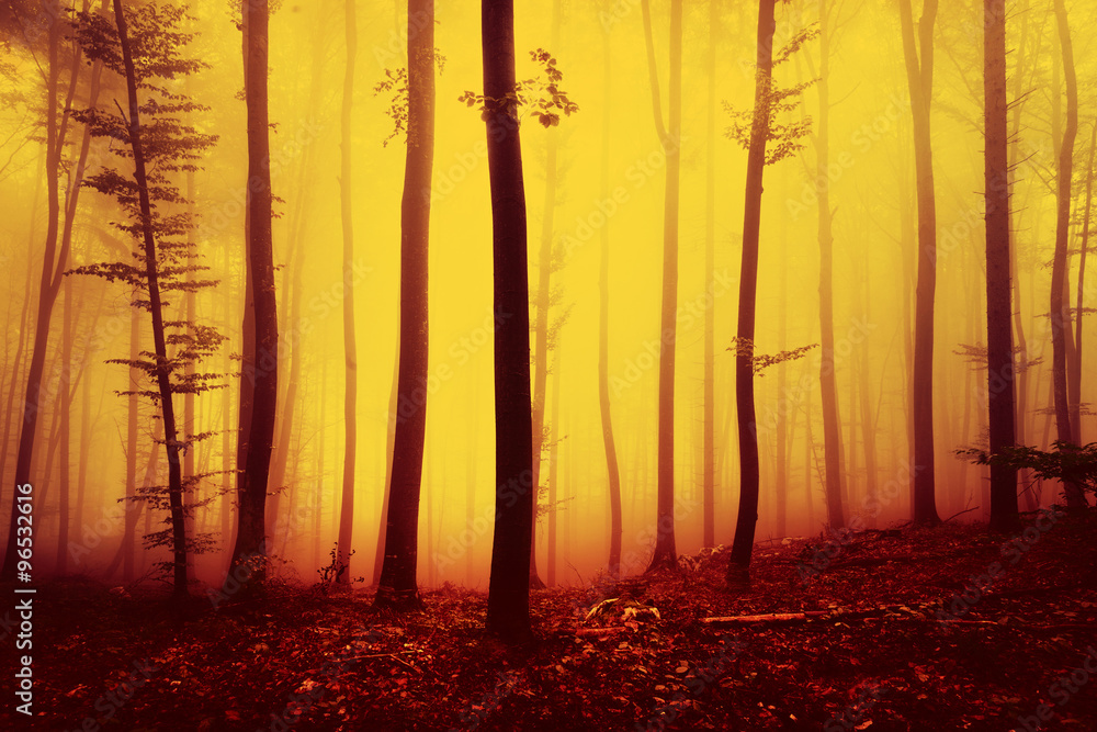 Fototapeta premium Fire red saturated autumn season foggy forest landscape background. Oversaturated yellow red forest trees background.