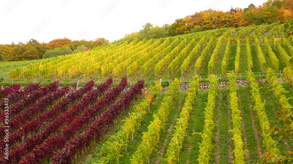 Herbstlicher Weinberg und bunter Wald Herbstlicher Weinberg und bunter Wald