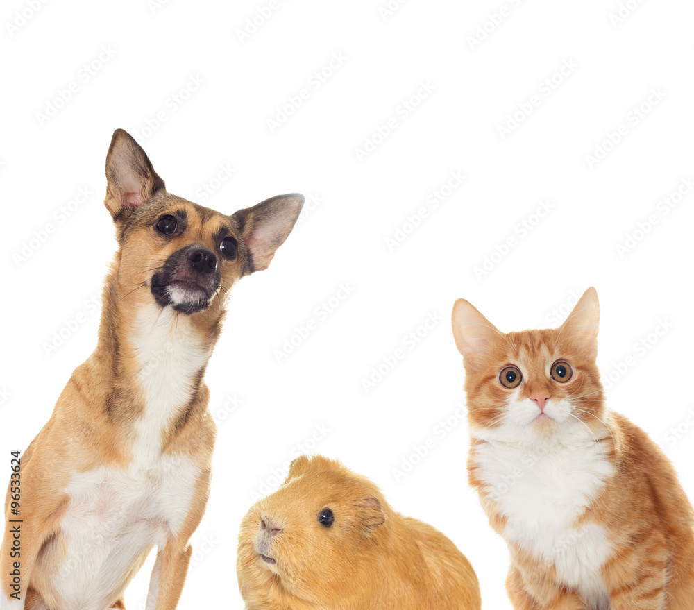 red dog and red kitten looking red dog and red kitten looking