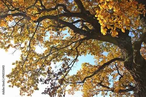 Die Gerichtseiche in Breuna in Herbstf  rbung   