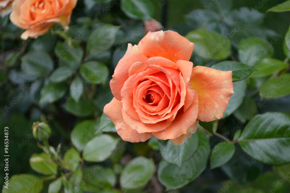 Rosen 2 Rosen 2
