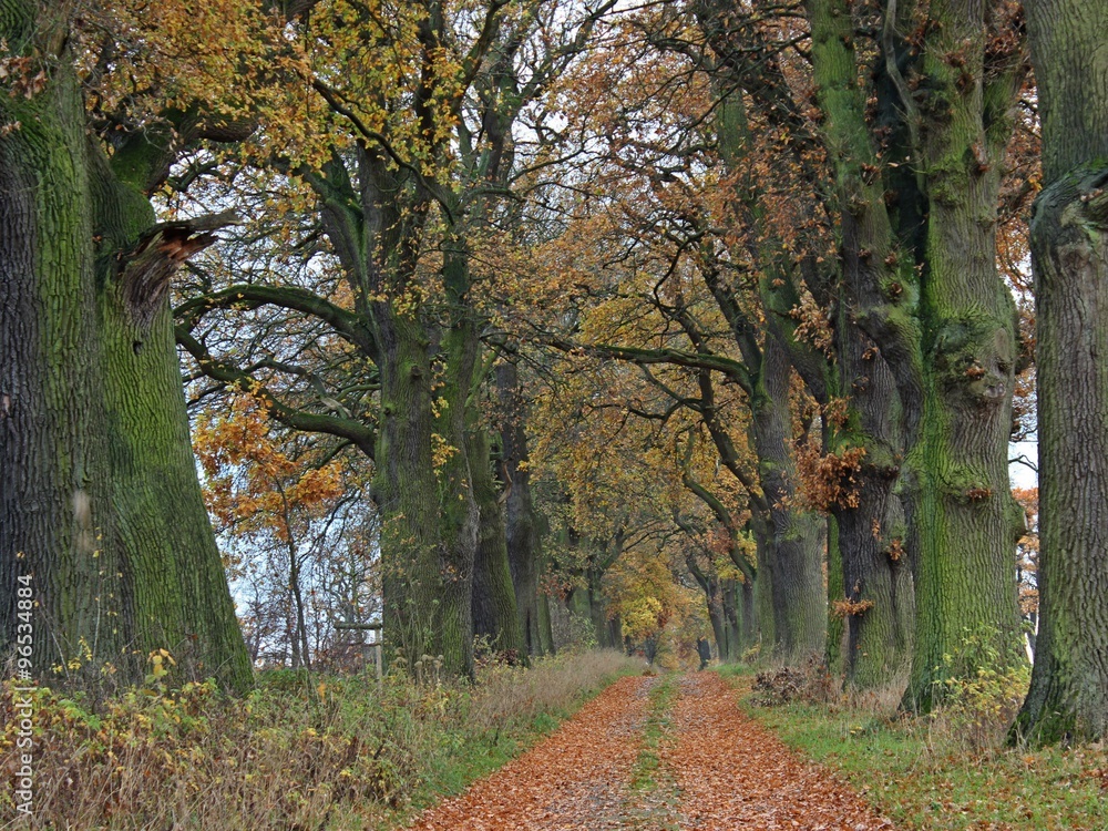 Herbstliche Eichenallee auf der Beberbecker Hute im Reinhardswald 