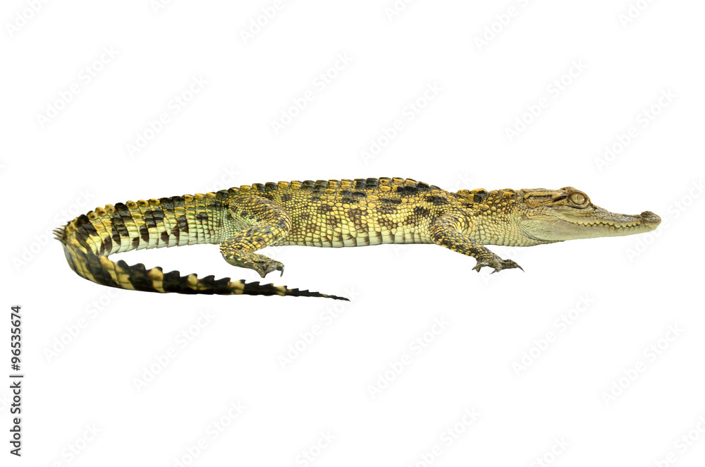 Naklejka premium crocodile, alligator on white background