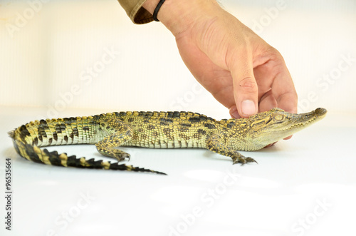 touch crocodile, alligator on white background