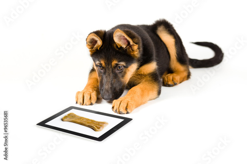 Bild auf Leinwand Puppy German Shepherd dog using a tablet computer and watching to buy a bone on the internet