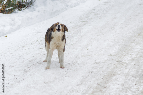 Fototapeta Naklejka Na Ścianę i Meble -  Cute young stray dog is barking on a winter street