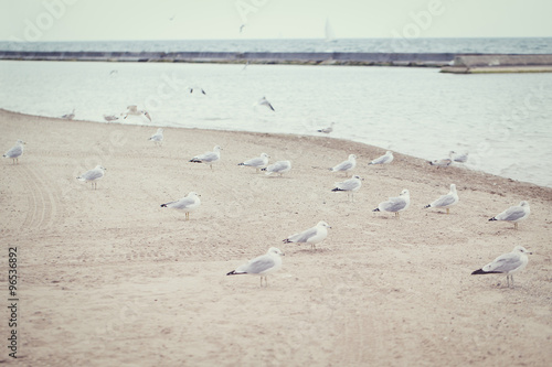  Large group flock of seagulls on the beach sand on cool cold summer day near water sea, toned with instagram retro hipster filters, film effect