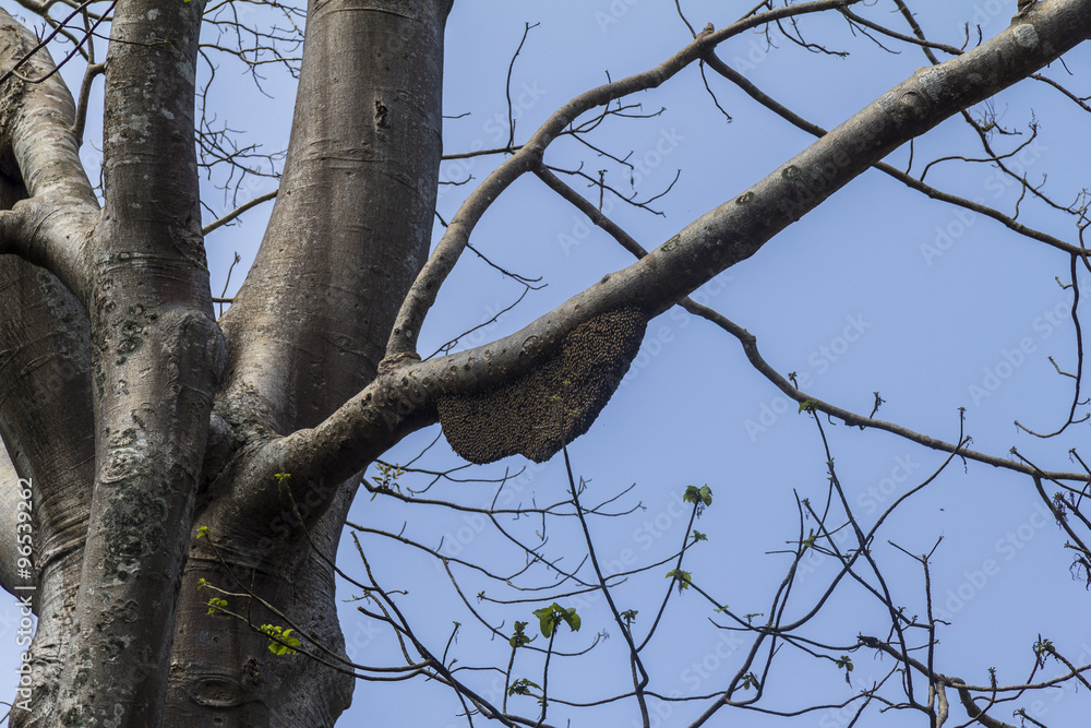 Wesp net in tree Wesp net in tree