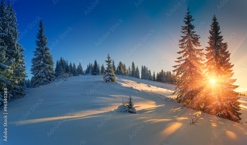 Obraz premium View of snow-covered conifer trees and snow flakes at sunrise. Merry Christmas's or New Year's background.