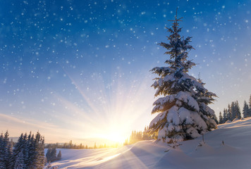 Tableau sur plexiglas Hiver Conifères enneigés au lever du soleil  © vovik_mar