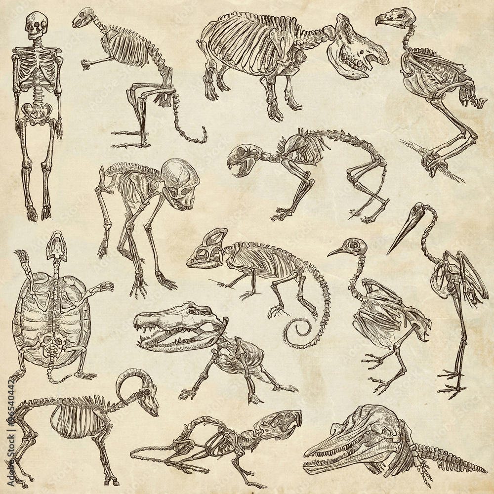 Obraz premium bones and skulls of different animals - freehands