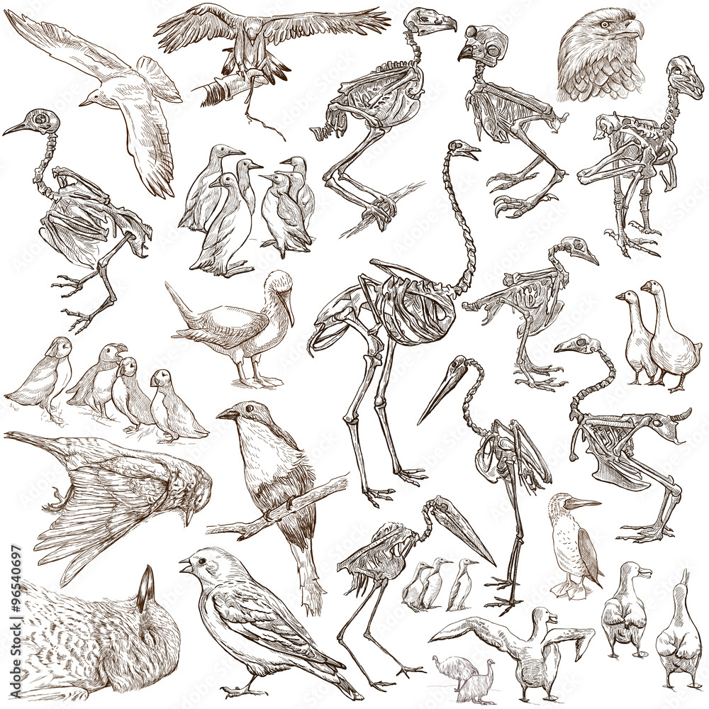 Naklejka premium bones, skulls and living birds - freehand drawings
