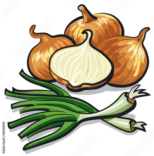 illustration of the onion