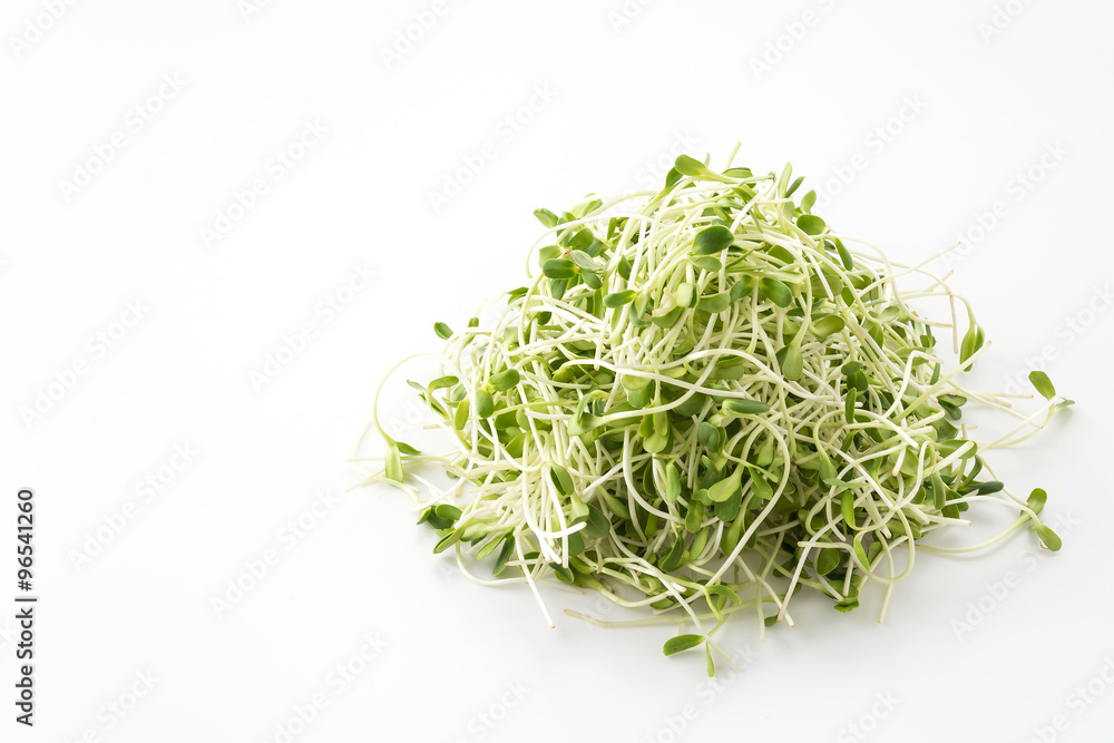 Sunflower Sprouts Sunflower Sprouts