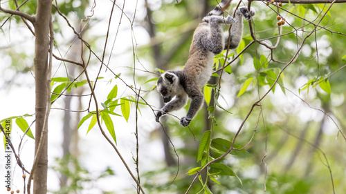 One baby lemur playing on a tree in a Madagascar reserve